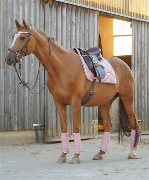 Matchy Matchy Horse Apparel Secure checkout by Square 